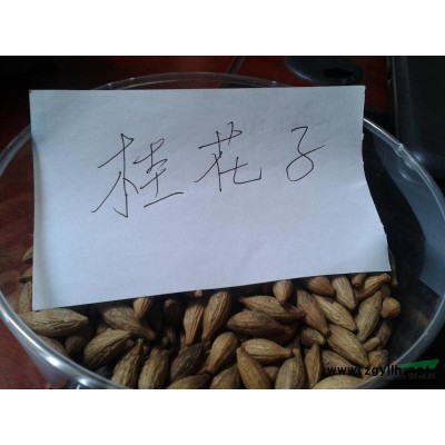 江西供應(yīng)5-6公分黃金槐 如圖所示