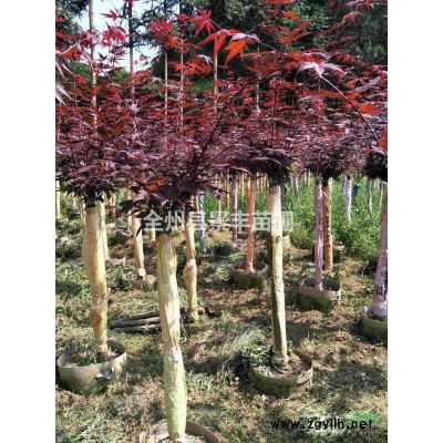 出售多桿叢生日本紅楓，2-3M冠，樹型優(yōu)美！