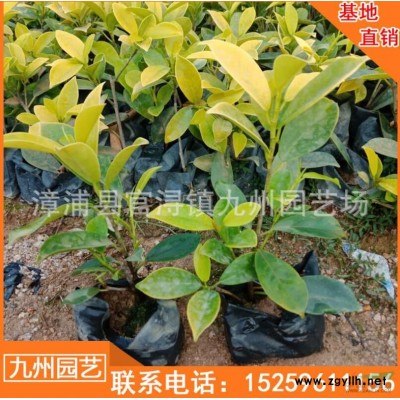 福建奉化木便宜 福建有便宜的鳳凰木 漳州鳳凰木批發處理價格便