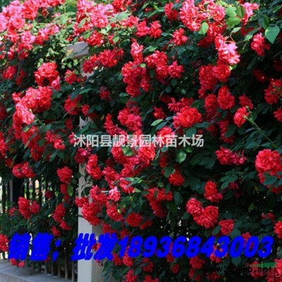 可供新疆紅瑞木苗木 單株80公分高以上價格