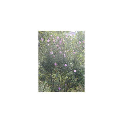 2022年桂花低報(bào)價(jià)