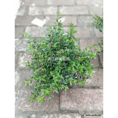 成都雷竹種植基地
