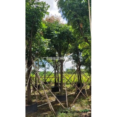 廣東供應(yīng)紅花玉芙蓉