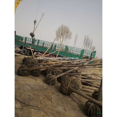 大量優(yōu)質(zhì)胡楊樹苗出售價(jià)格多少錢哪里有賣的