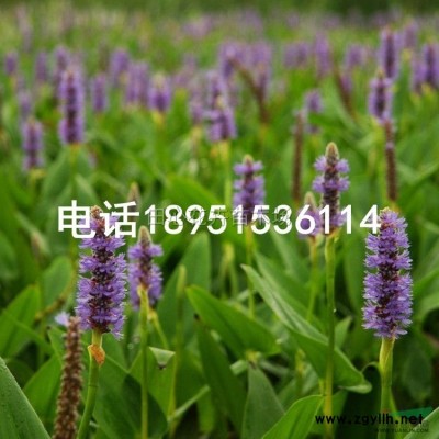 金鑲玉竹基地直銷 移栽竹苗 規格全 低價批發