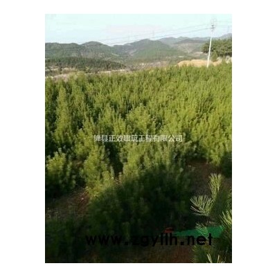 香花槐原產地，2～5公分香花槐價格
