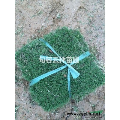 江蘇中華結縷草 江蘇中華結縷草 中華結縷草價格介紹