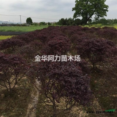 大量供應(yīng)供應(yīng)紅葉石楠球、紅花繼木球、金森女貞球