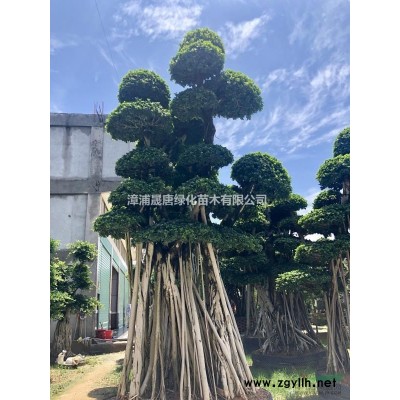 精品造型小葉榕 榕樹(shù)樁頭
