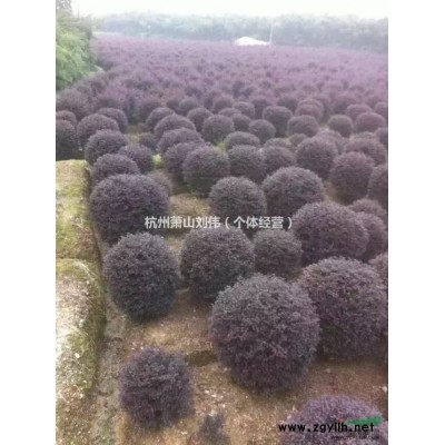 大量供應嫁接紅梅