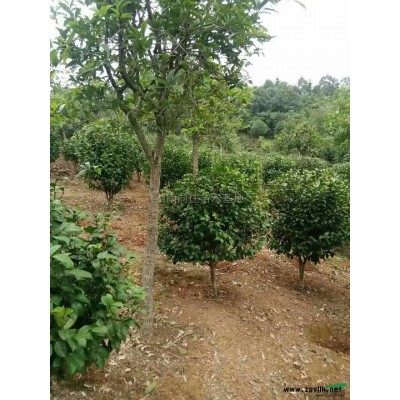 紅葉石楠產(chǎn)地直銷紅葉石楠小苗報(bào)價(jià)，紅葉石楠*新價(jià)格
