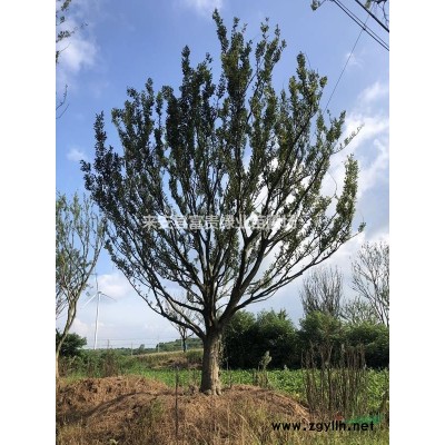 低價處理蜀檜 蜀檜價格，龍柏價格