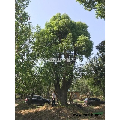 各類竹苗(黃桿烏哺雞竹、金鑲玉竹、黃金竹)