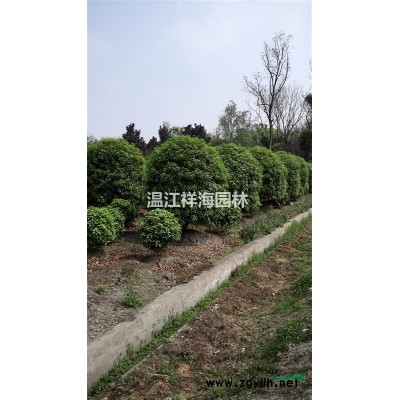 四川祥海園林竹類基地常年供應小琴絲竹，花慈孝竹