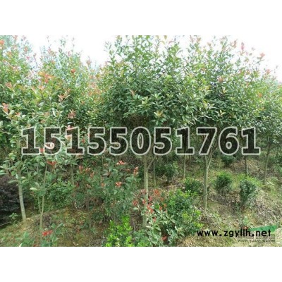 低價(jià)供應(yīng)大量0.5---3.5米龍柏