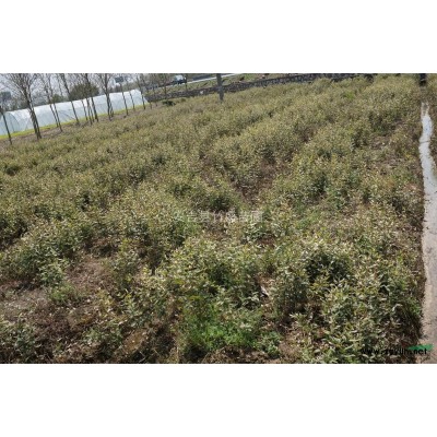 供應(yīng)小琴絲竹 又稱花孝順竹 等綠化竹苗