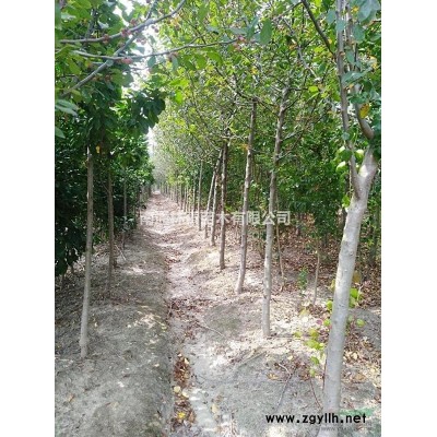 緊急處理占地4--5公分廣玉蘭，價格優惠