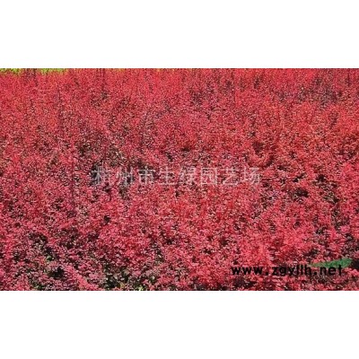 剛竹，浙江剛竹，蕭山剛竹