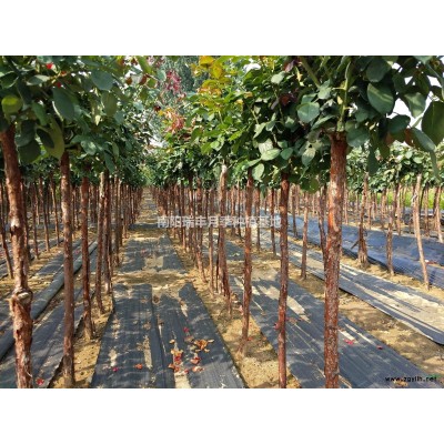 80公分月季球 月季花球 球形月季 造型月季 南陽基地直供