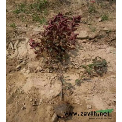 陜西種植紅葉石楠小苗基地 綠籬苗高度50-70-100容器苗
