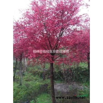 紅葉石楠球