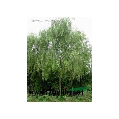 特價茶花，1米茶花價格，3公分茶花報價，湖南茶花批發