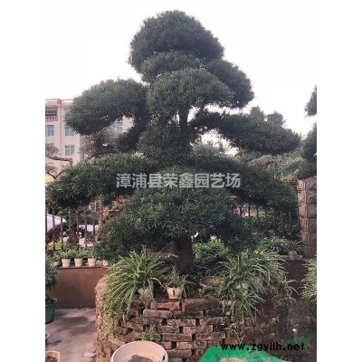 福建造型小葉榕細(xì)葉榕泰國(guó)榕，有托位云片造型