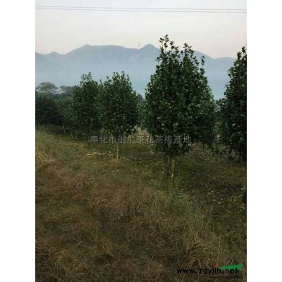 浙江茶花12介紹/特征/用途