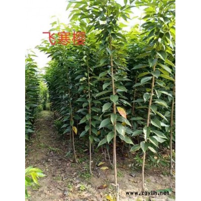 松月櫻花價格