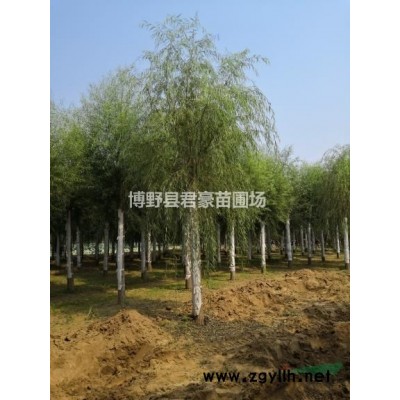 出售5公分金葉榆
