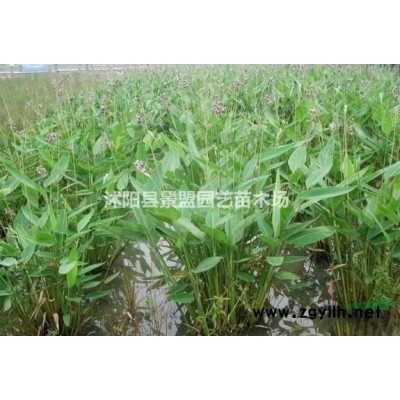 小葉黃楊種子怎么催芽*有效？