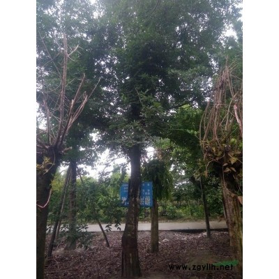 供應(yīng)牛麻藤2一3米高-冠30-價格2元(杯苗)