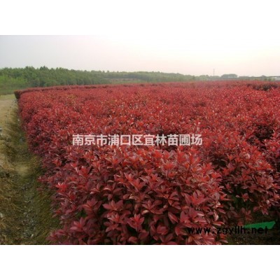 紅葉石楠價格|高桿7/8/9公分紅葉石楠價格1-4米紅葉石楠