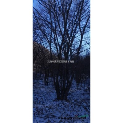 供應 叢生水曲柳 單株水曲柳 水曲柳小苗批發 價格優惠