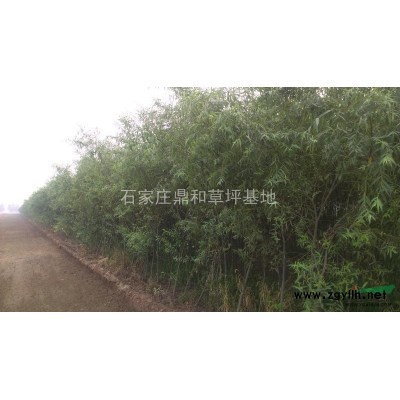 核桃樹 核桃苗 河北核桃樹修占地價格低