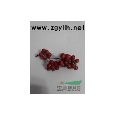 紅豆杉小苗