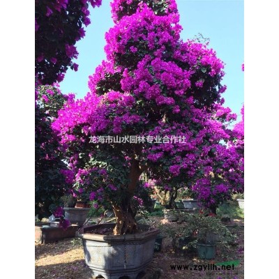 葉子花 三角梅
