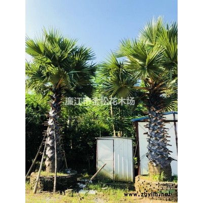 大量供應(yīng)精品竹柏胸徑10-15