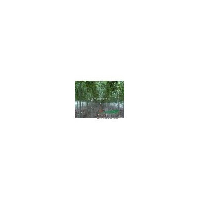 叢生黃櫨批發 4-6公分黃櫨