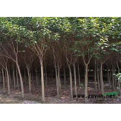 目前小紫薇價格怎么樣 2-3公分的紫薇價格咨詢