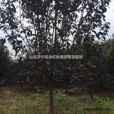 榆葉梅