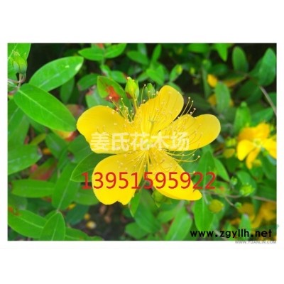 多種規格的紅花薔薇 白花薔薇 無刺薔薇快寄*