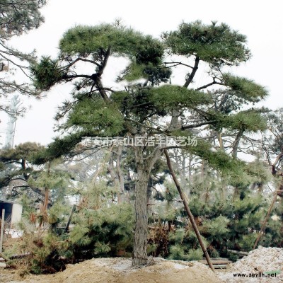 園林批發景觀綠化北方造型松樹高度1.5-2.5米道路綠化黑松
