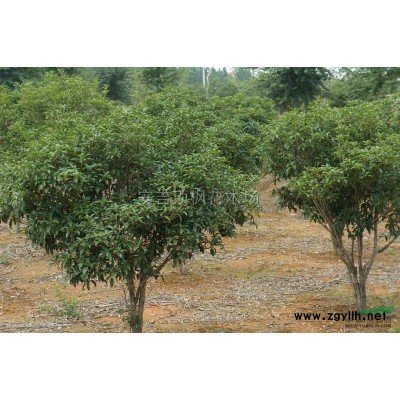大量供應一年生黃山欒樹小苗