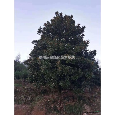 青梅小苗，晚櫻小苗，美國紅楓小苗