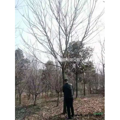 叢生烏桕小苗大量供應，江西九江基地大量出售叢生烏桕小苗，精品叢生烏桕小苗基地批發價格優惠量大從優。
