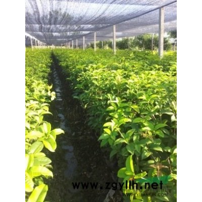 無刺枸骨毛球，冠40-120數量20萬棵左右