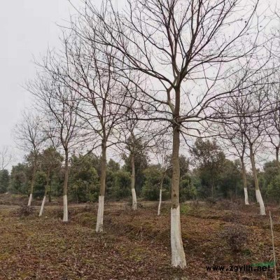 許昌鄢陵夾竹桃