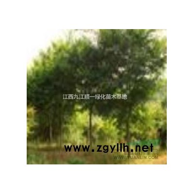 江西供應竹柏3規格*