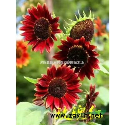 批發(fā)紅葉碧桃6-7公分